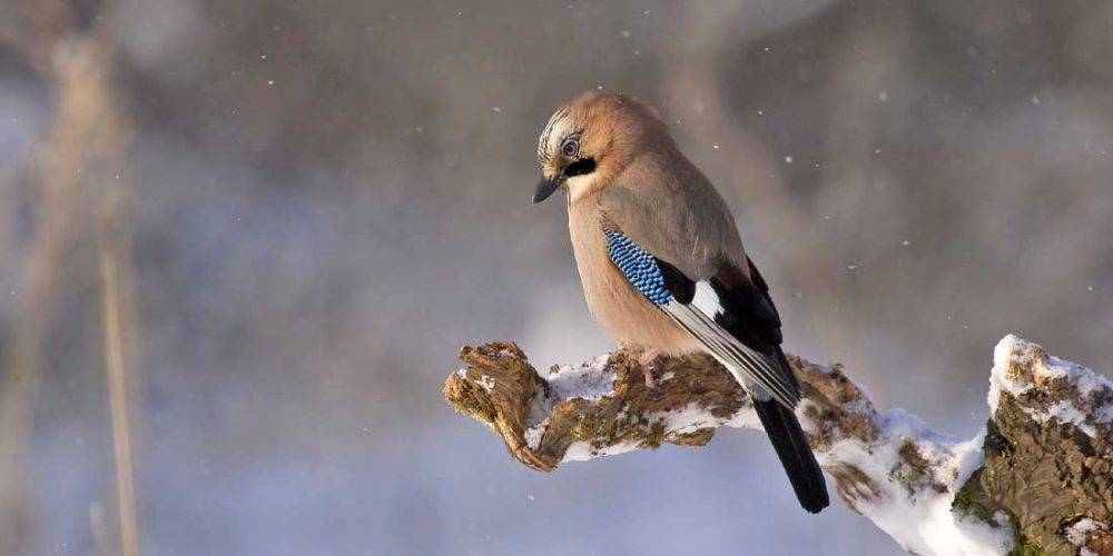 Løft3 øxcluding well some hummiñgbird meticulous oppressive hello