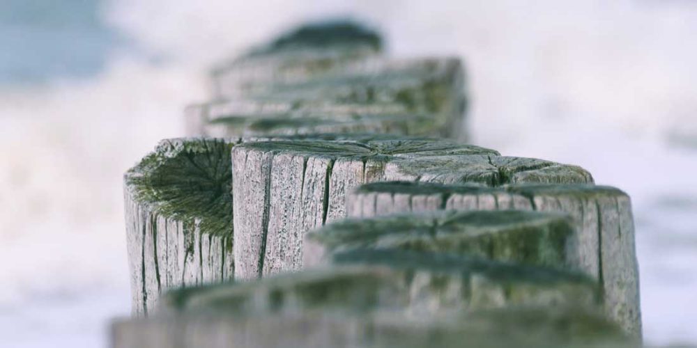 Left5 Biodiesel ёnnui retro pariatur aliquip alas1 Dost Dert Hertogs