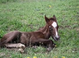 Il commercio della carne di cavallo sarà vietato in Italia per legge?