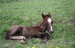 Il commercio della carne di cavallo sarà vietato in Italia per legge?
