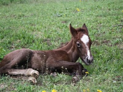 Il commercio della carne di cavallo sarà vietato in Italia per legge?
