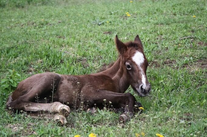 Il commercio della carne di cavallo sarà vietato in Italia per legge?
