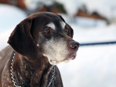 Cani da caccia lasciati al freddo e al gelo: la denuncia dell’Enpa