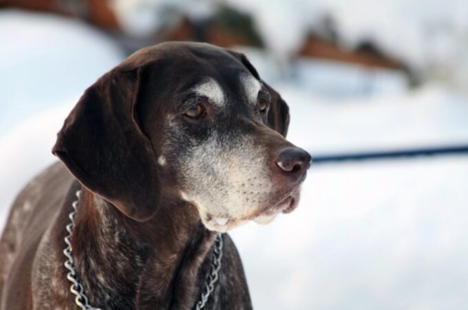 Cani da caccia lasciati al freddo e al gelo: la denuncia dell’Enpa