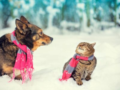 Ecco come proteggere cani e gatti dal freddo dell’inverno