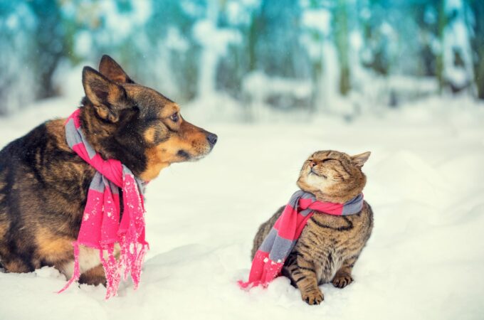 Ecco come proteggere cani e gatti dal freddo dell’inverno