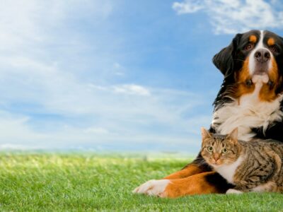 Viaggiare in Europa con gli animali domestici: dal 22 aprile 2026 cambiano le regole